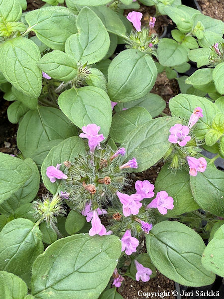 Clinopodium vulgare, lehtom�kiminttu